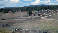 USA-New Mexico-New Mexico Cowboy Week